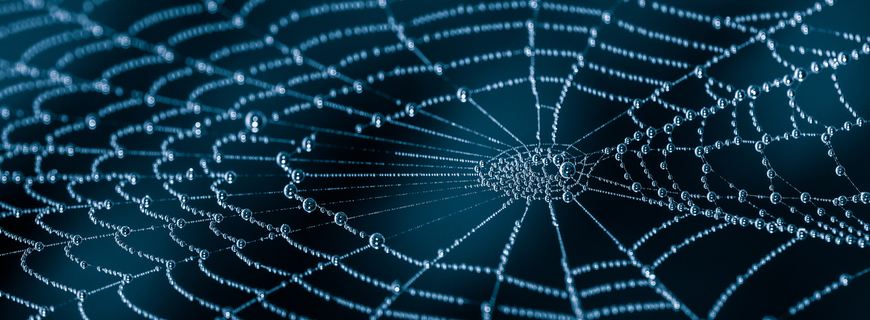 Wet spiderweb with beads of dew droplets close-up