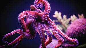 octopus-900x506
